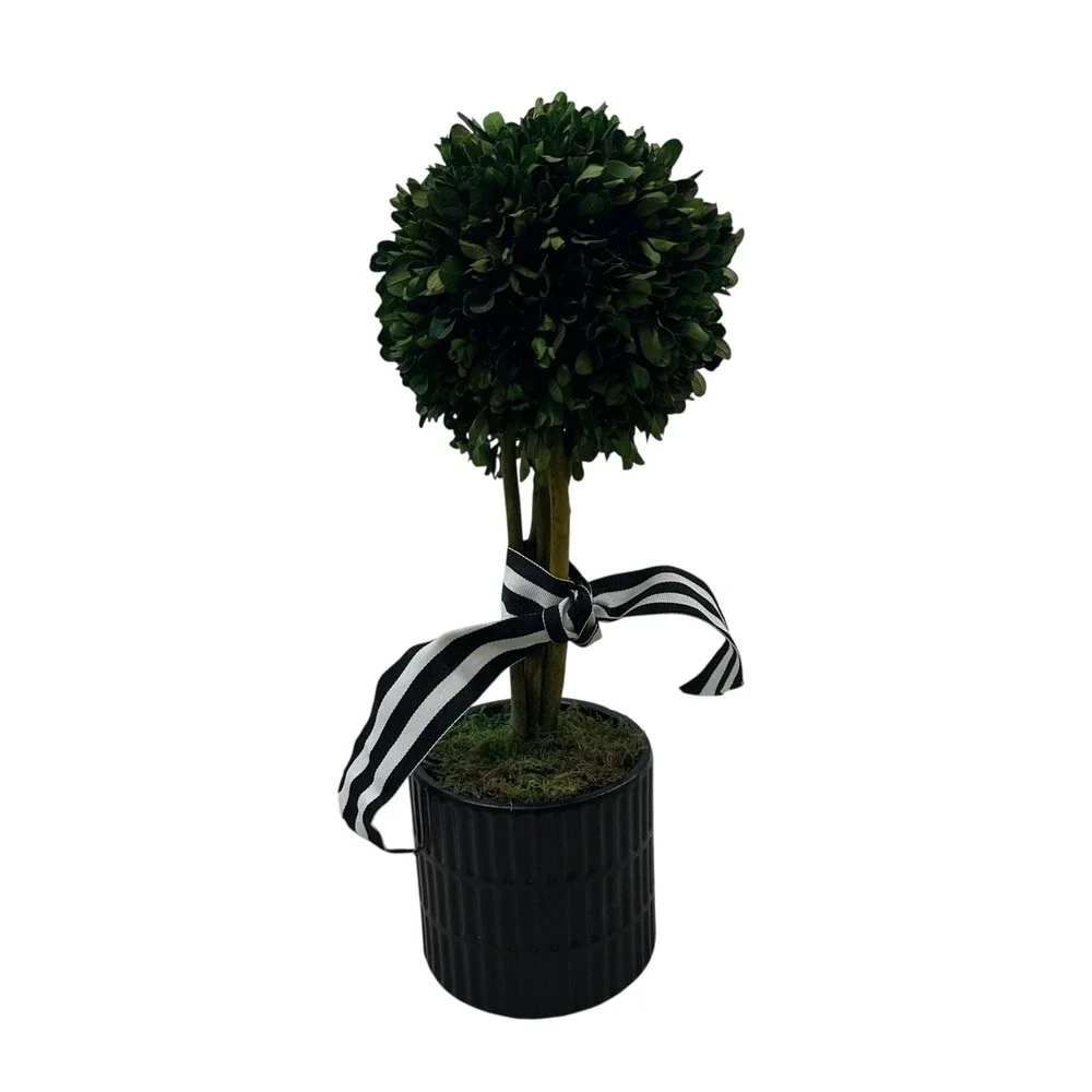 Preserved Boxwood Topiary 15in Ball in Black Ribbed Ceramic‎ Pot Striped Ribbon